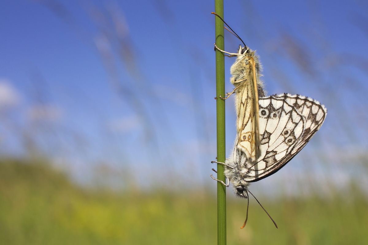 Mating Marbled Whites 1